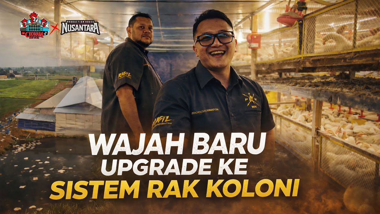 Dari Kandang Postal ke Rak Koloni || KD.Mas Wahyu LAMPUNG 