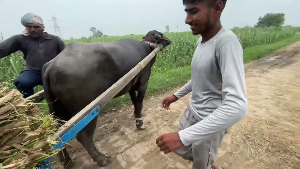 Jhaki show in Budhana ❤️