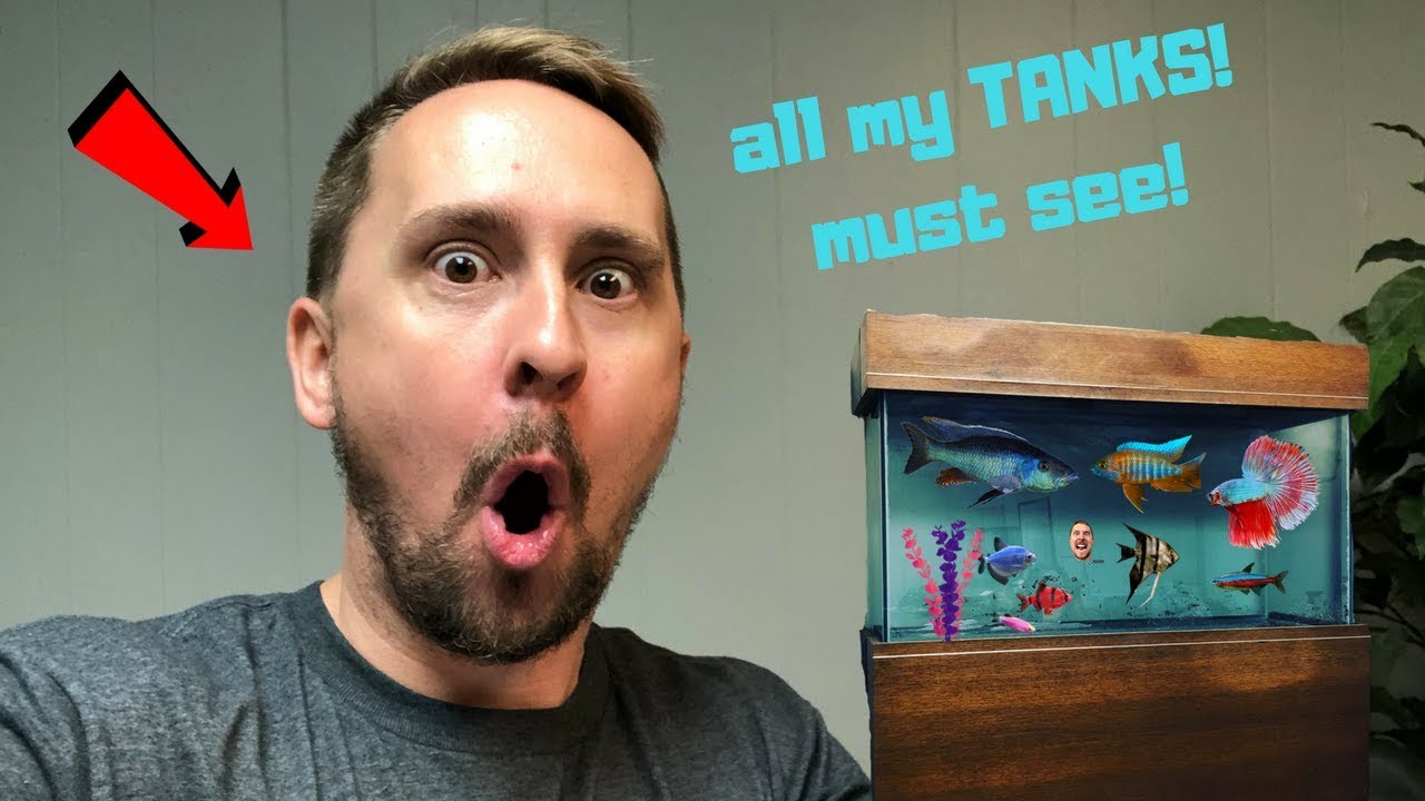 All of My fish tanks in ONE Video | Jay Wilson