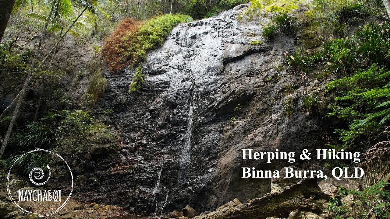 Herping & Hiking Binna Burra, QLD: A Virtual Nature Tour
