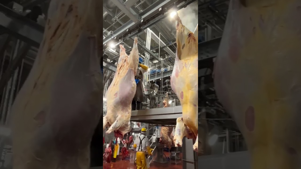 Slaughterhouse beef import and export#beef #import #export