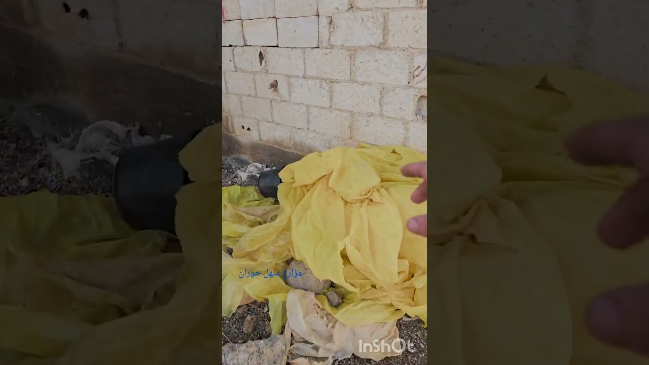 المزرعة المتكاملةتصميم بيت محمي وتجهيز الوسط الزراعي لتجهيز مشتل اشجار والاستفادة من كل شيءموجود