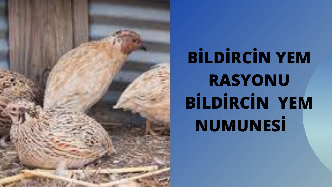 BİLDİRCİN YEM RESEPTİ BİLDİRCİN NE YER  BİLDİRCİN YEMLENDİRMESİ