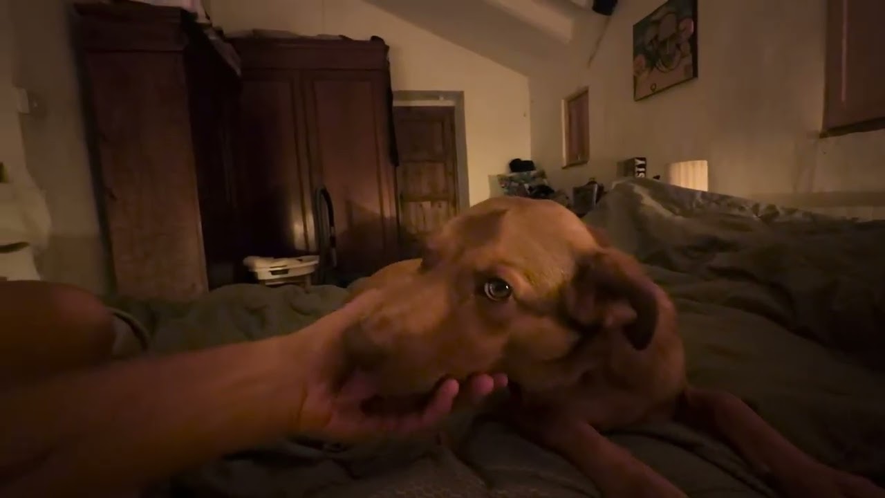 Thea is our dog. Thea loves to join us in bed in the morning. He just does it Nudists Bert en Thomas