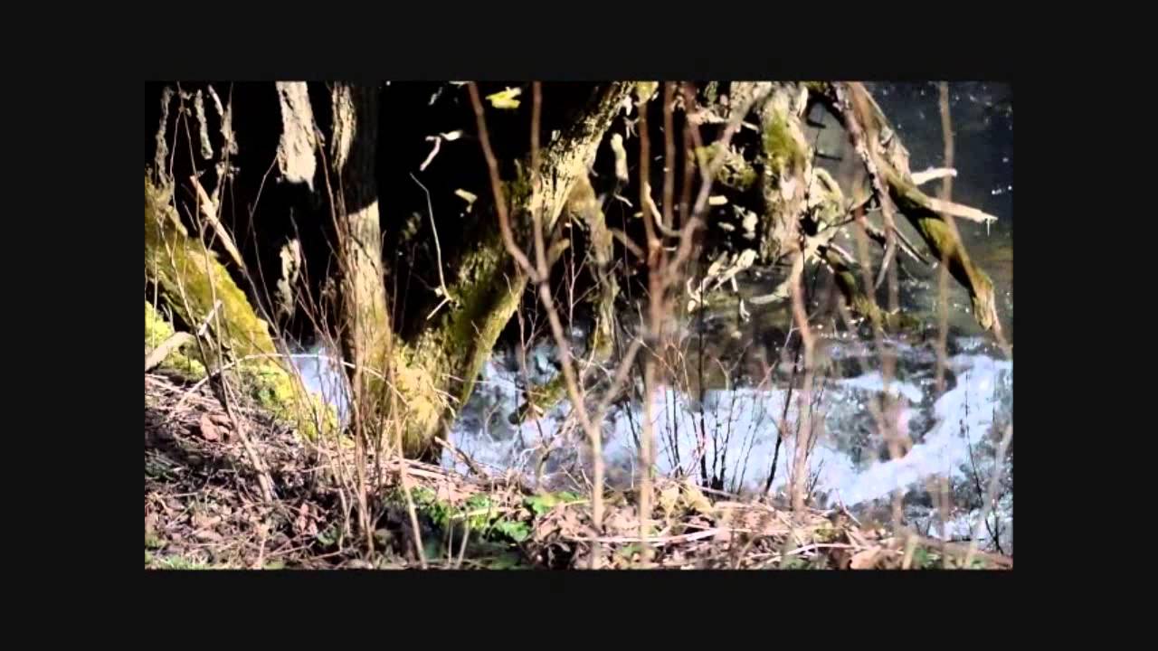 Панайот ЯНЕВ - акордеон, 
