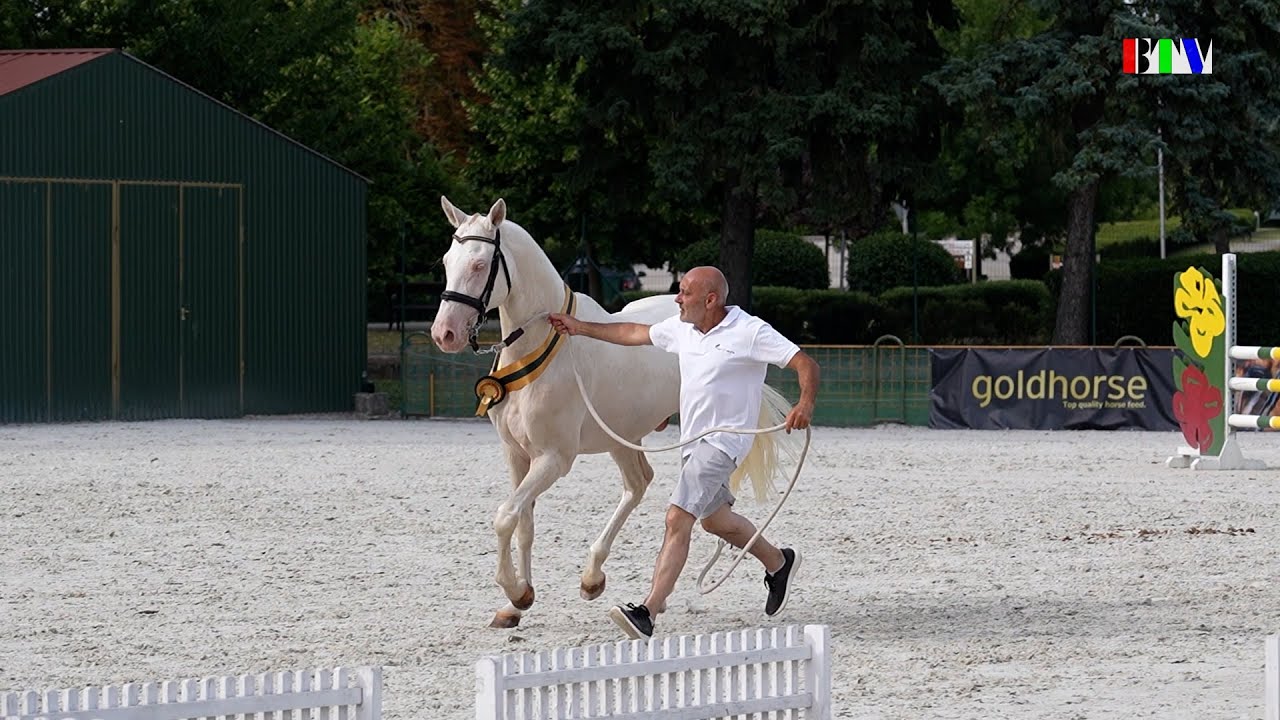 Akhal-teke Európa Bajnokság