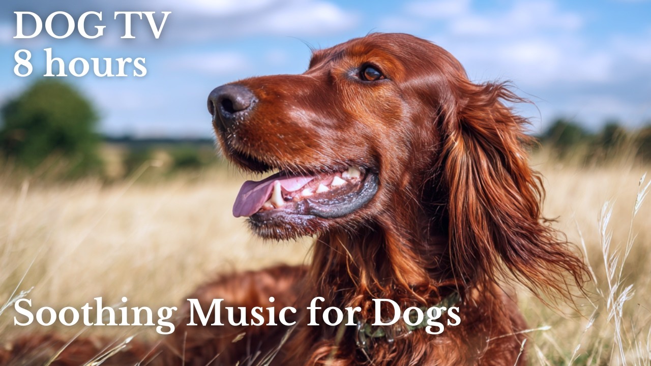 Dog TV 🐾 8 Hours of Soothing Music for Dogs | Calm Dog TV for Home Alone