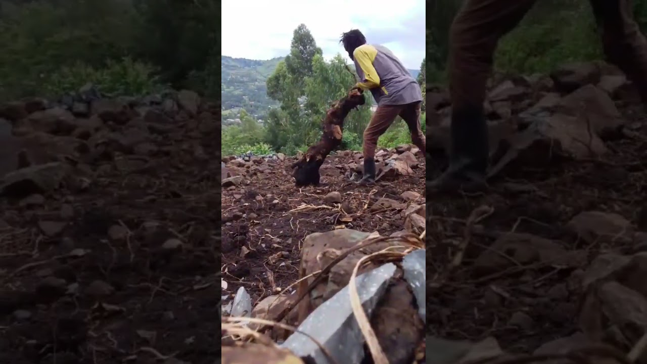 Rocky hillside basic landscaping 