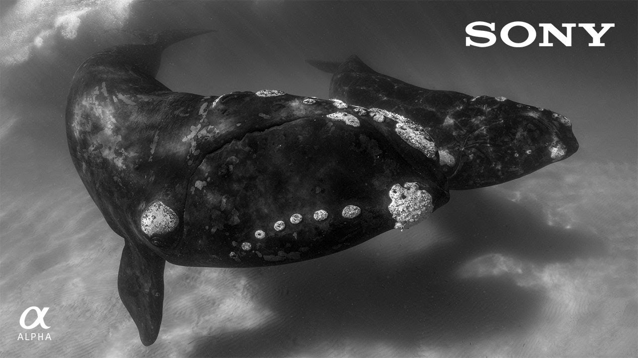 Southern Right Whales: An Unforgettable Encounter | Behind the Shot Ep. 6