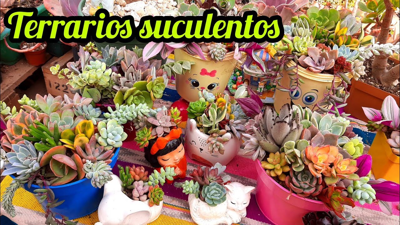 Así es como crecen las suculentas más rapido//haciendo terrarios #suculentas