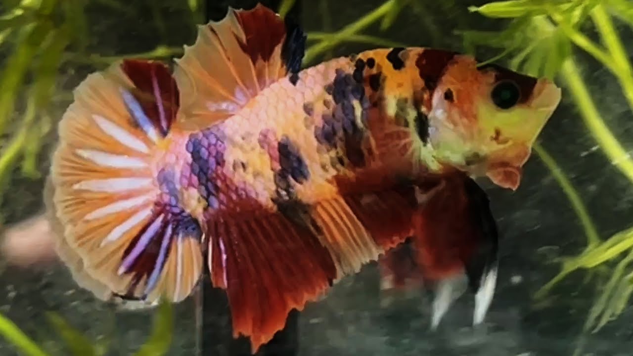 koi neon nemo
