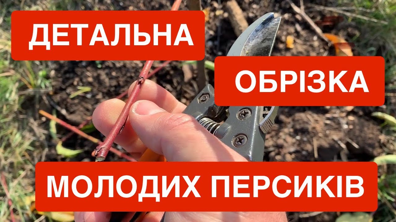 ДЕТАЛЬНАЯ ОБРЕЗКА молодых 1-3-летних ПЕРСИКОВ