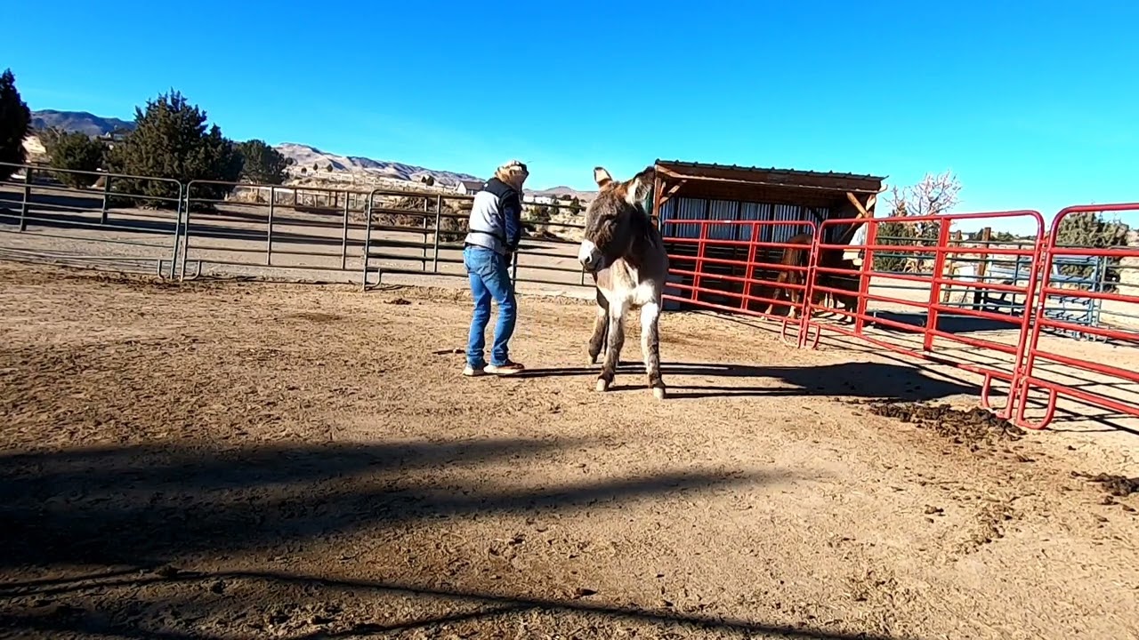Training a skittish previously wild burro for hoof handling December 8, 2023