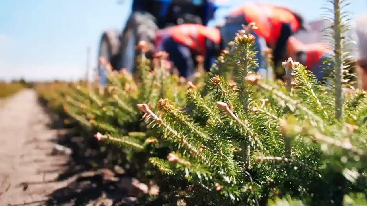 How Christmas Trees Are Grown on Farm