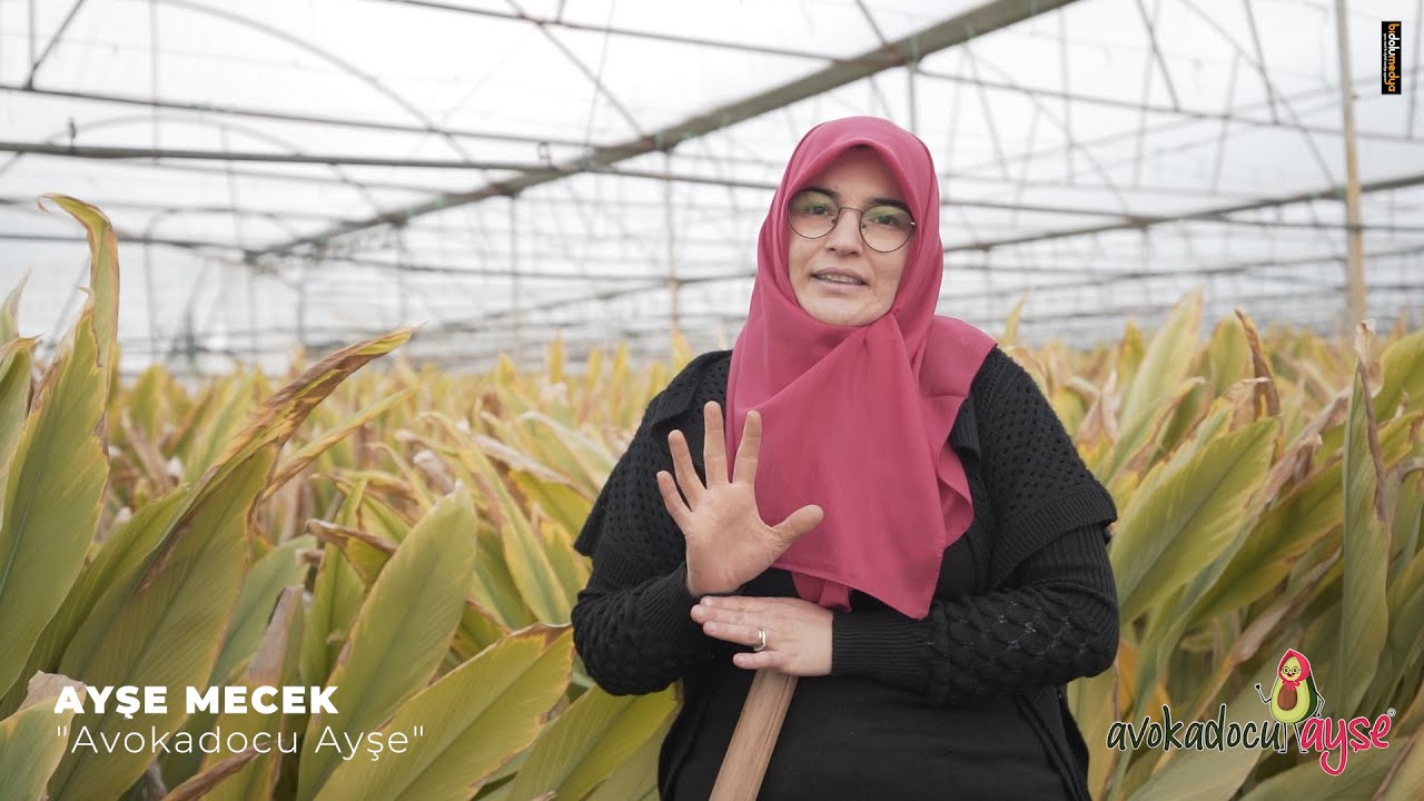Türkiye'nin İlk ve Tek Zencefil/Zerdeçal Tarlası - Avokadocu Ayşe Alanya | Türkiye'nin Avokadocusu!