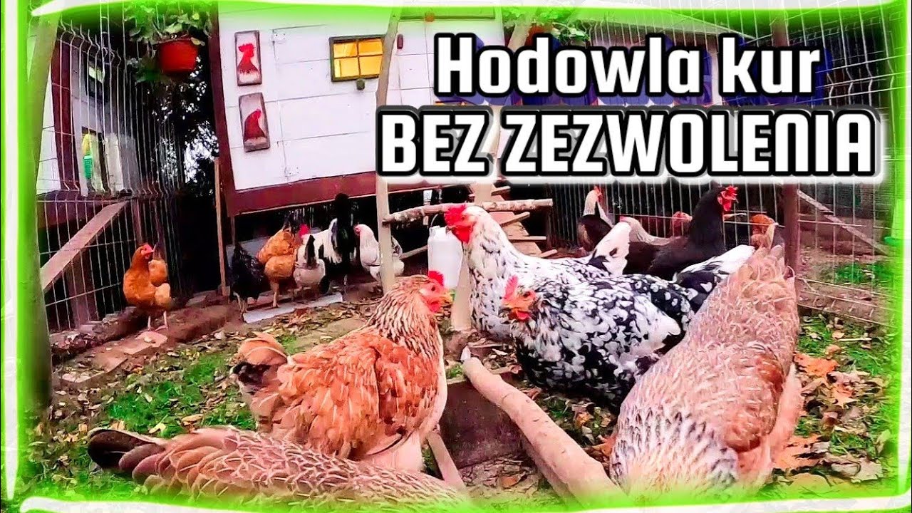 Hodowla kur bez zezwolenia / Ile kur wolno hodować bez pozwolenia?