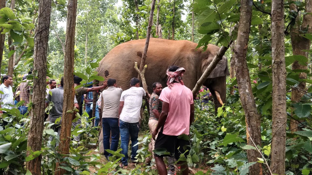 हाथी का पैर टूट गया | Elephant enjury - elephant video | jungle ladka vlogs