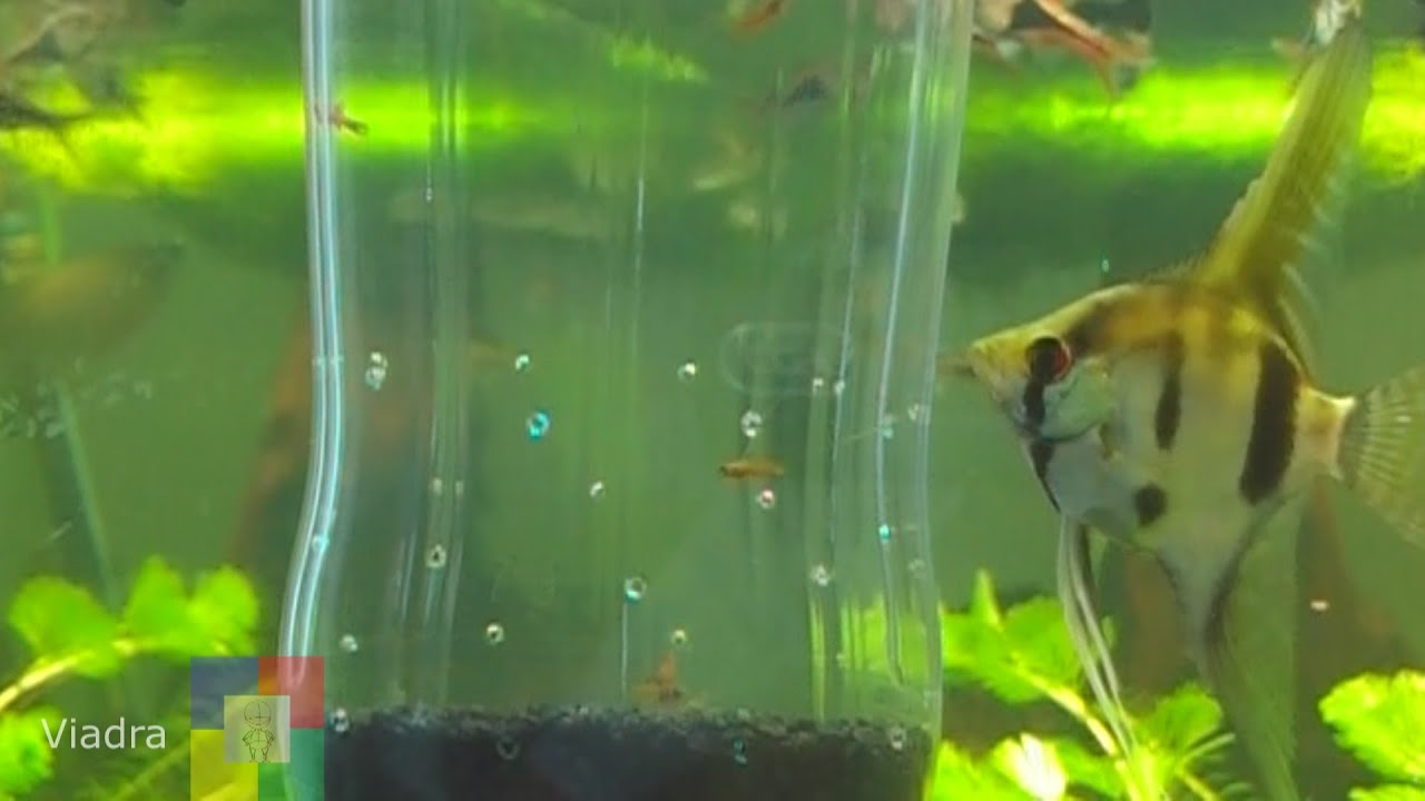 Aquarium: Aufzuchtbox für Jungtiere in wenigen schritten selber bauen