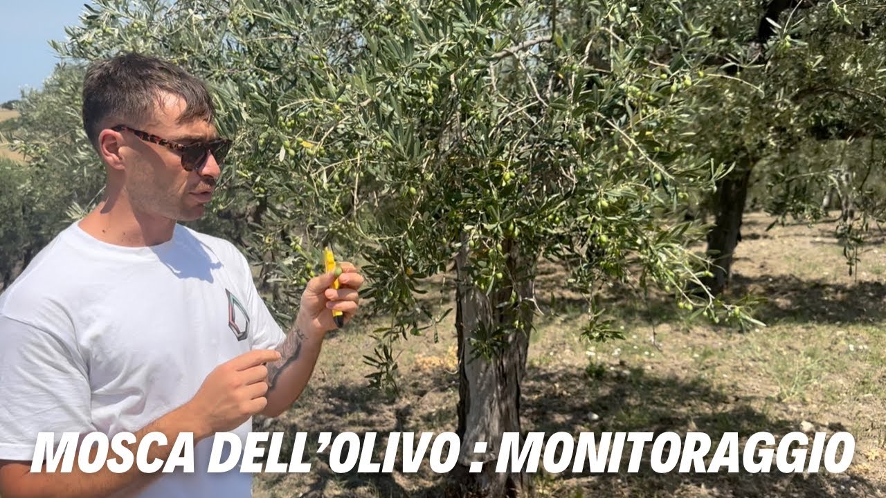 Mosca dell’olivo: come difendere le tue olive in areali ad alta infestazione