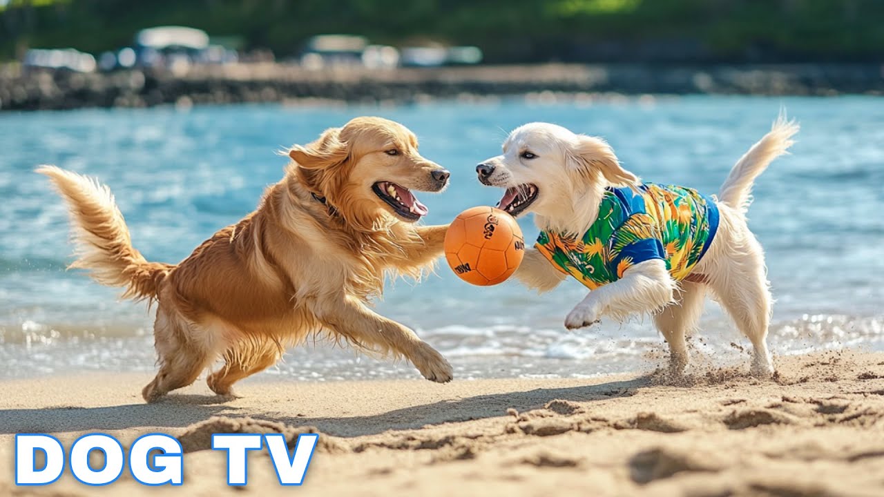 12 Hours of Dog Calming Music for Dogs 💖 Separation Anxiety Relief Music for Dogs 🐶🎵 dog music