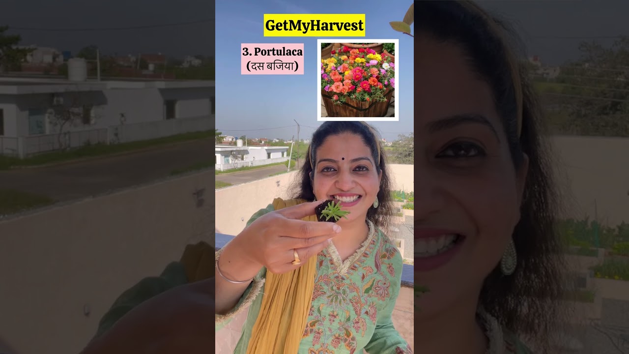 6 Summer Flowers to grow in March | July August tak khilte rahenge #shorts