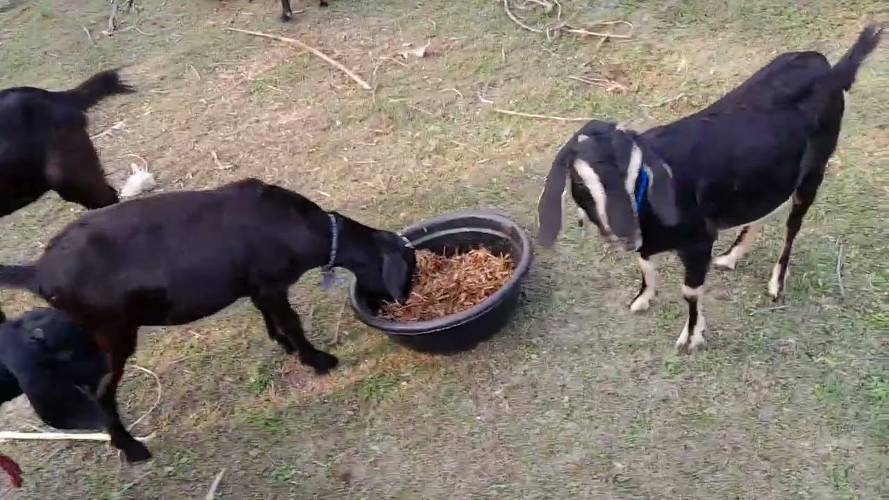 উন্মুক্ত পরিবেশে ব্ল্যাক বেঙ্গল ছাগল পালন 