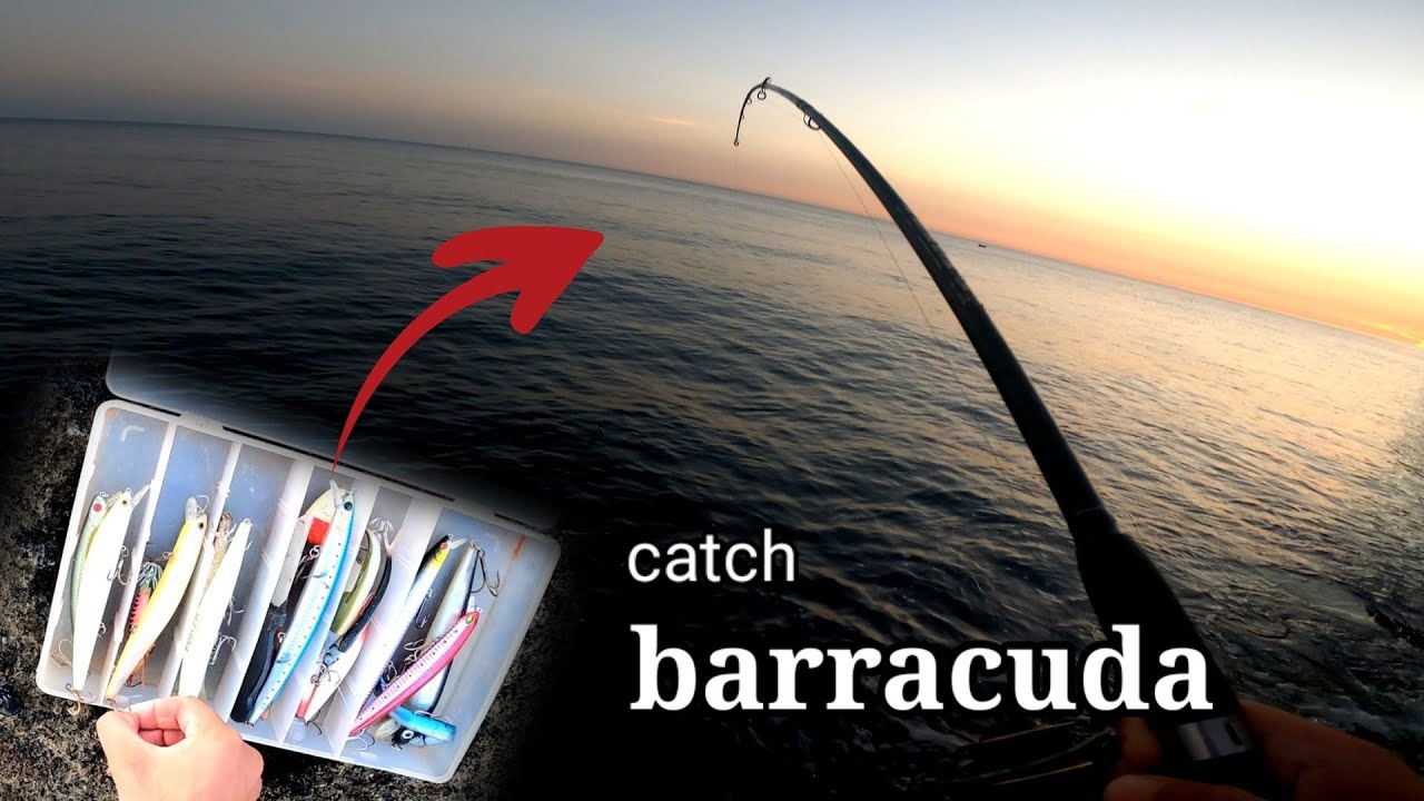 Catch a wild barracuda with spinning technique early in the morning