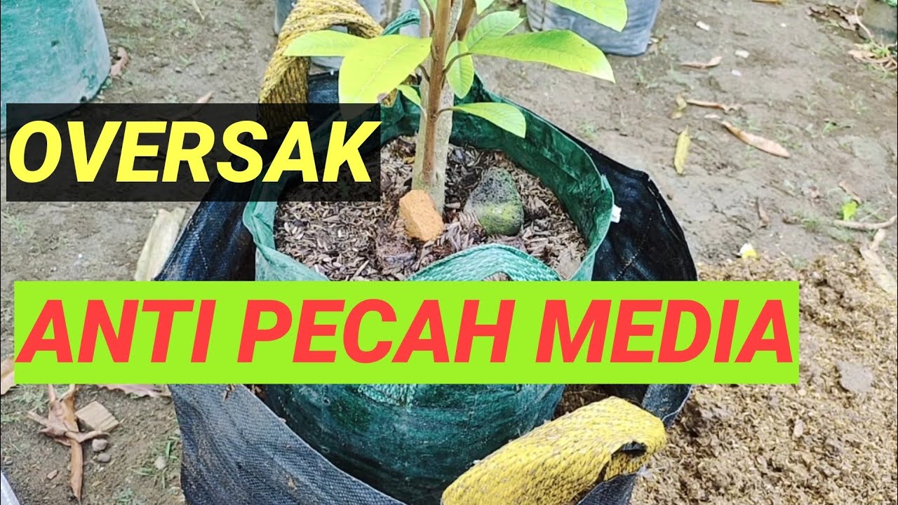Bibit Mamey Sapote, Cara Paling Keren OverSak Planterbag Khususnya Pohon Mamey Sapote