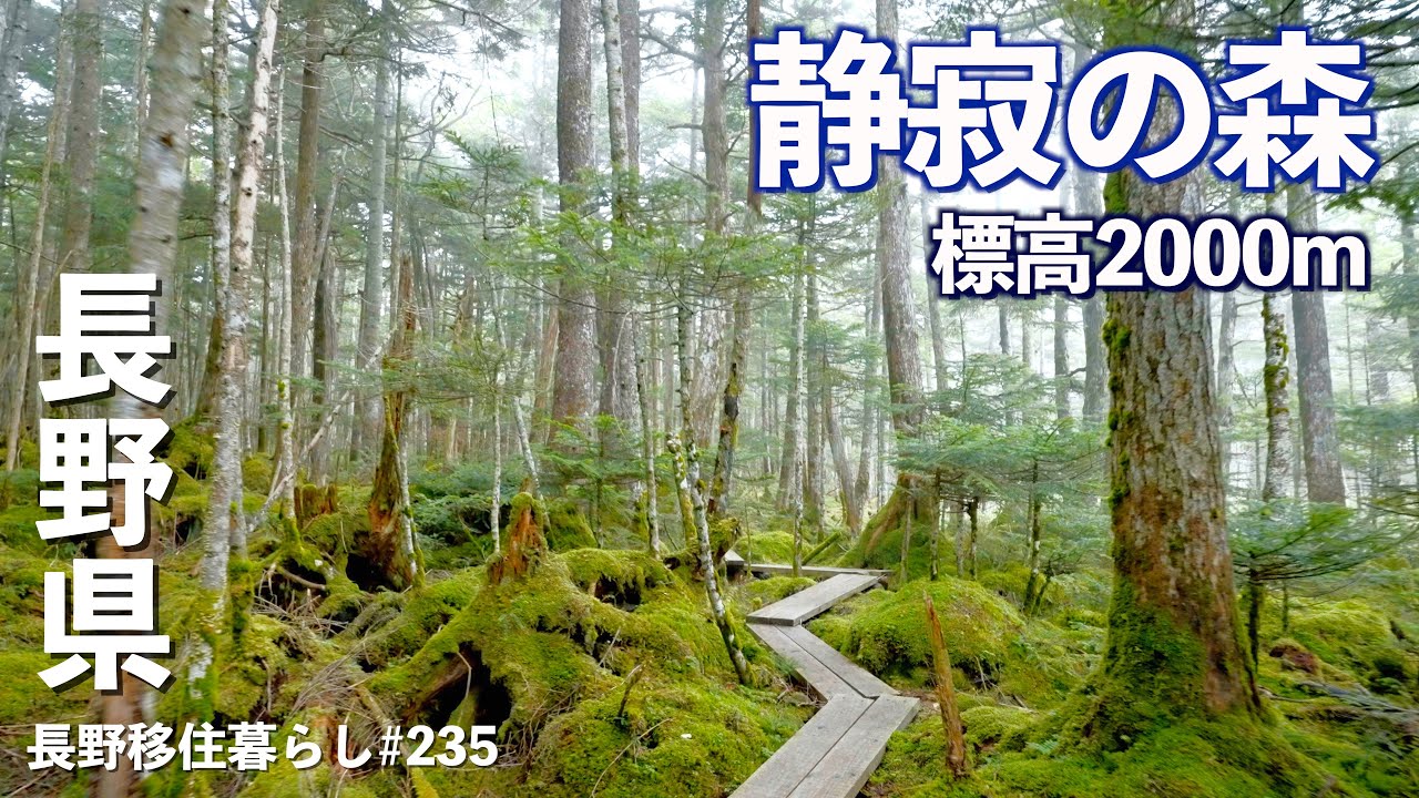 【長野移住】残暑が厳しすぎるので、山の上に避難して最高のレストランで食事した!!｜麦草峠｜諏訪｜ドライブ｜田舎暮らし｜長野県｜4K