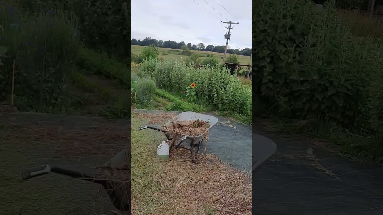 ballade dans jardin Crataegus août 2024
