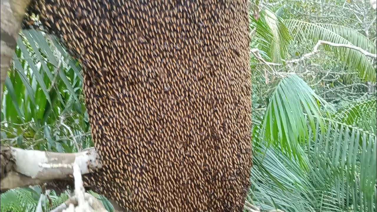 Baru kali ini nemu sarang terunik Salama mbolang