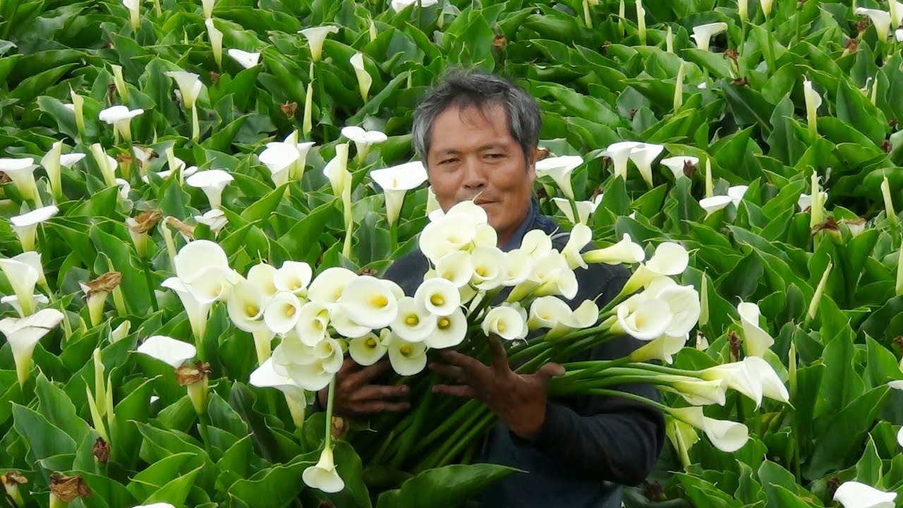 海芋正確插花步驟