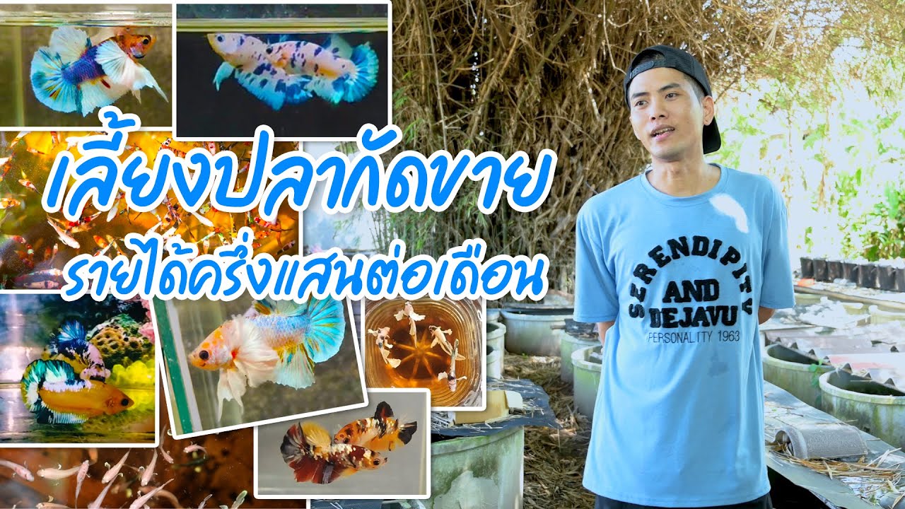 เลี้ยงปลากัดขายรายได้ครึ่งแสนต่อเดือน. | อาชีพยุคใหม่สร้างรายได้ EP.1