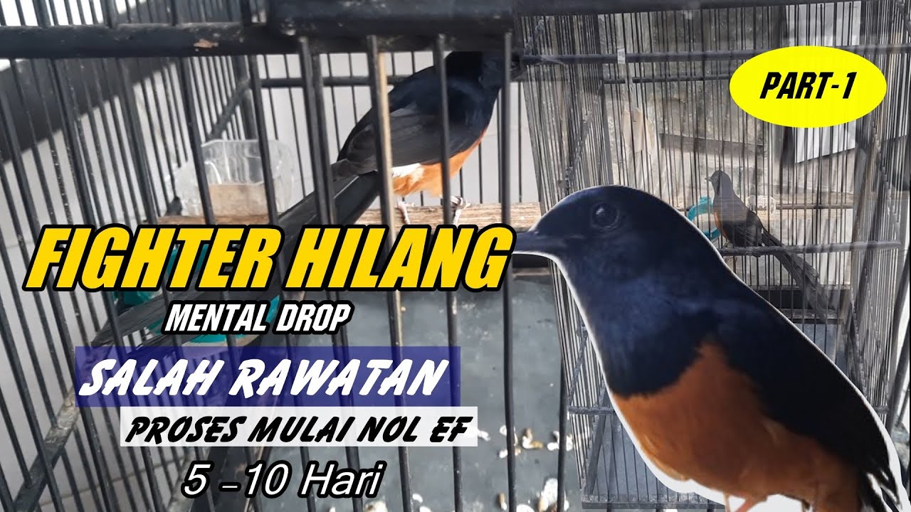 Akibat salah RAWATAN MURAI BATU hilang fighter dan drop mental (part-1)