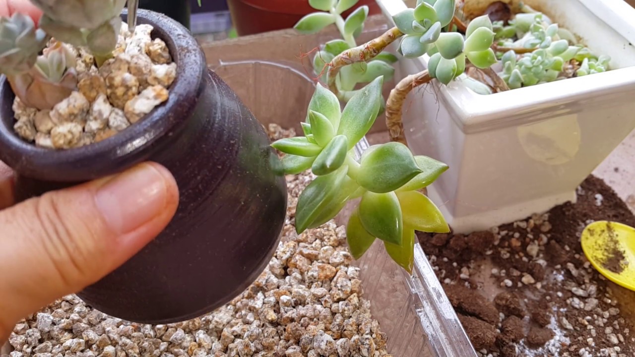 다육이 웃자람 댕강*뿌리*내림성공Successful rooting that flesh is laughing (in a paper cup)