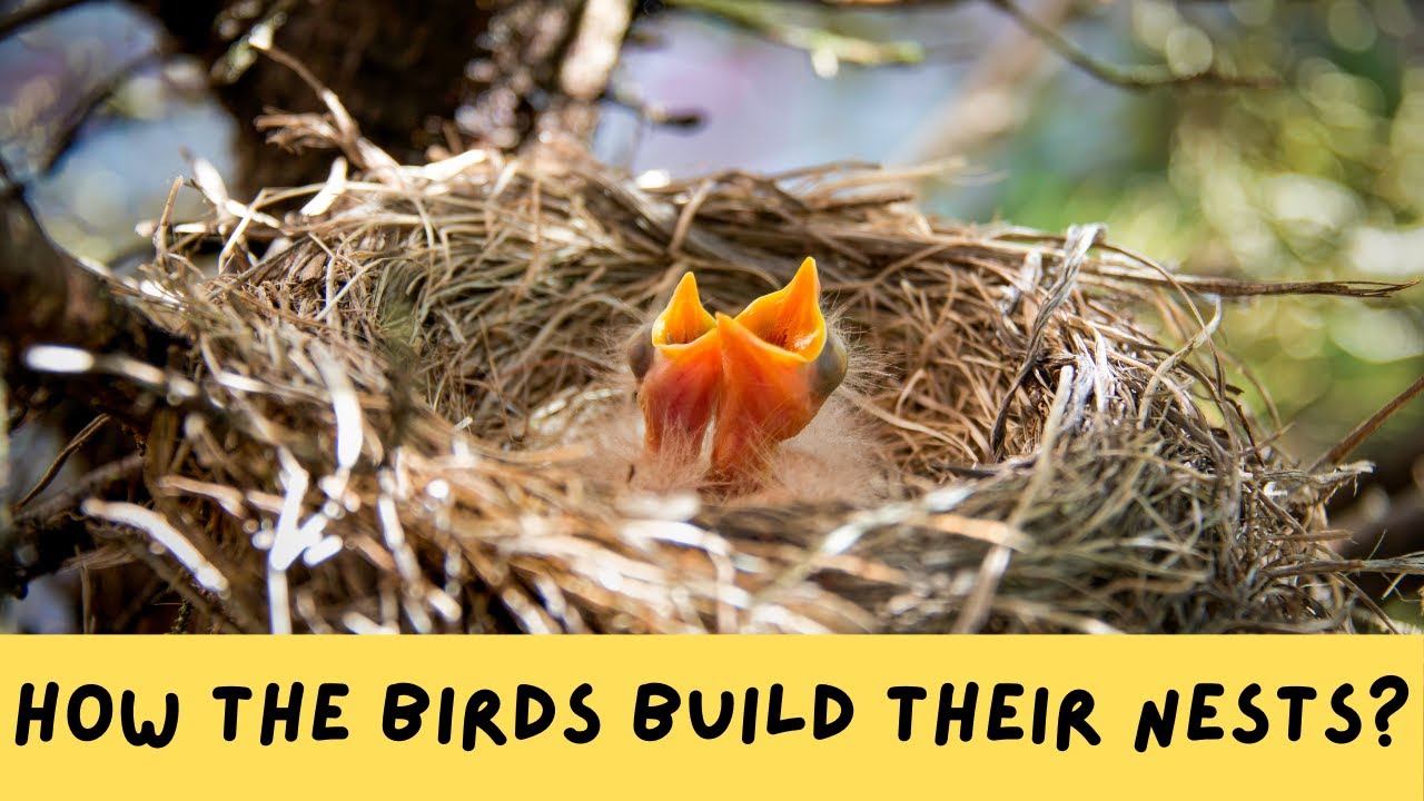 How Do Birds Build Their Nests?