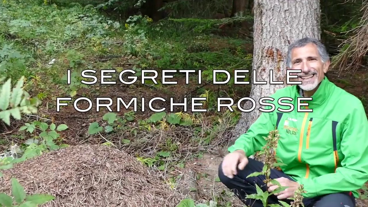 I segreti delle formiche rosse - TrentinoNatura