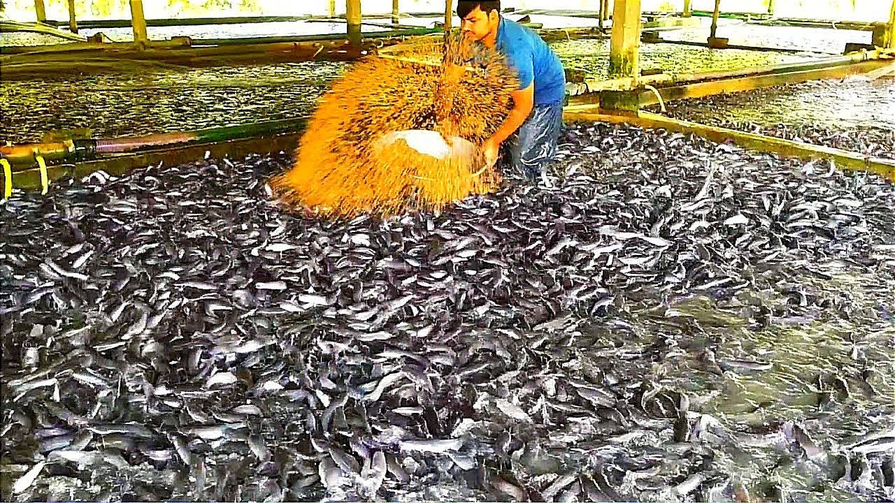 Medicated feeds for hybrid magur fish farming business ||Catfish in cement tank||catfish eating food