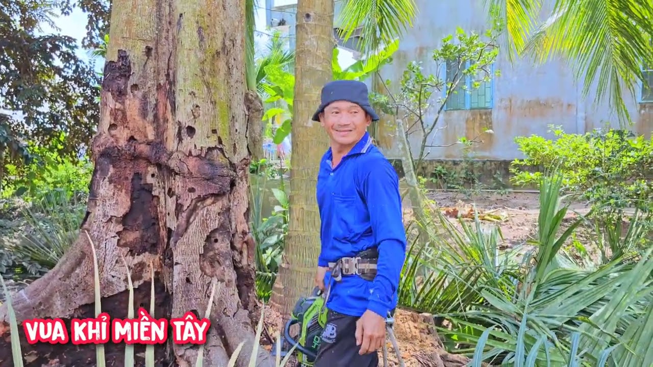 Vua Khỉ cưa 5 cây Dừa cực kì nguy hiểm.