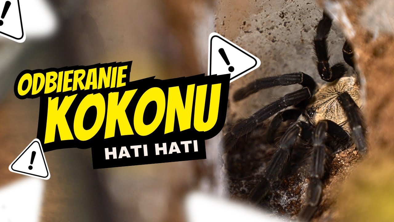 Odbieranie kokonu Phormingochilus Hati Hati