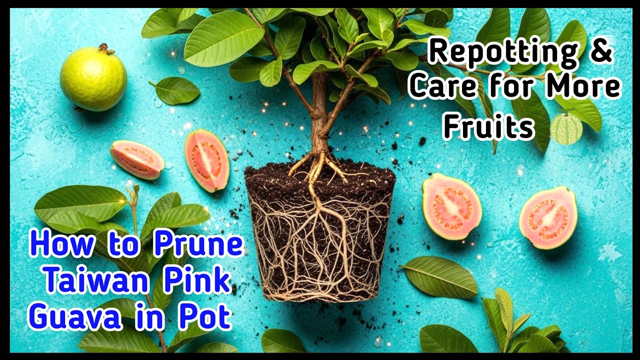 How to Prune Taiwan Pink Guava in Pot | Repotting & Care for More Fruits 🍈| @Baghwani695 