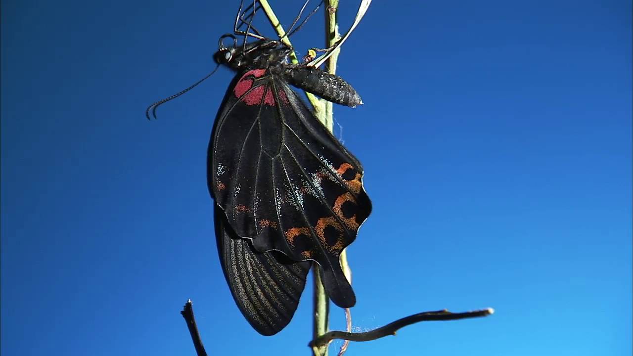 Biomimetismo 18: Los colores de la naturaleza