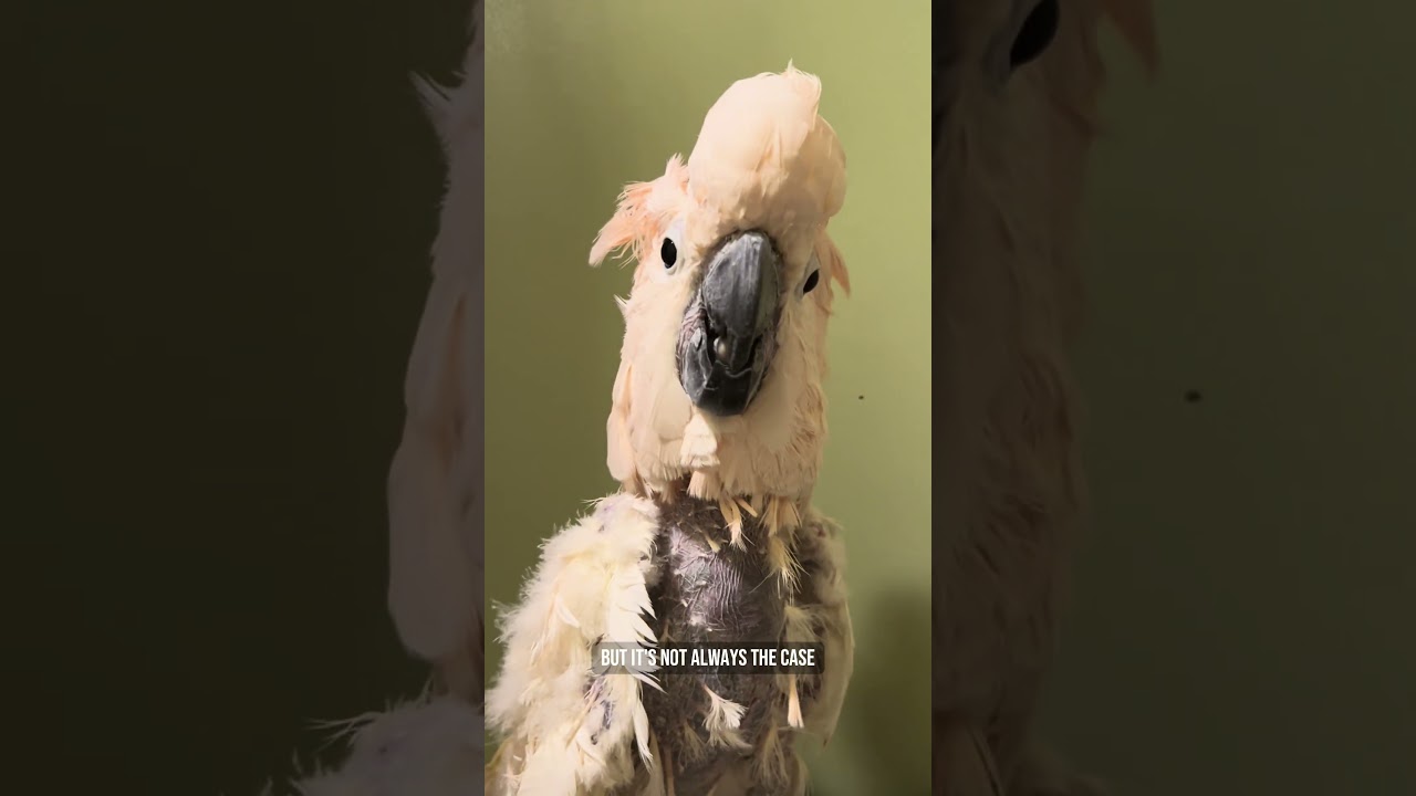 Let's talk about feather plucking. It's not always as simple as it may seem! #parrots #petbirds
