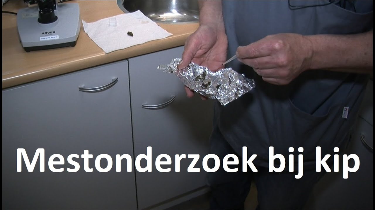 Mestonderzoek bij kip