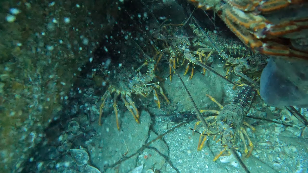 Summer Crayfish Mission with man eating Blue Cod