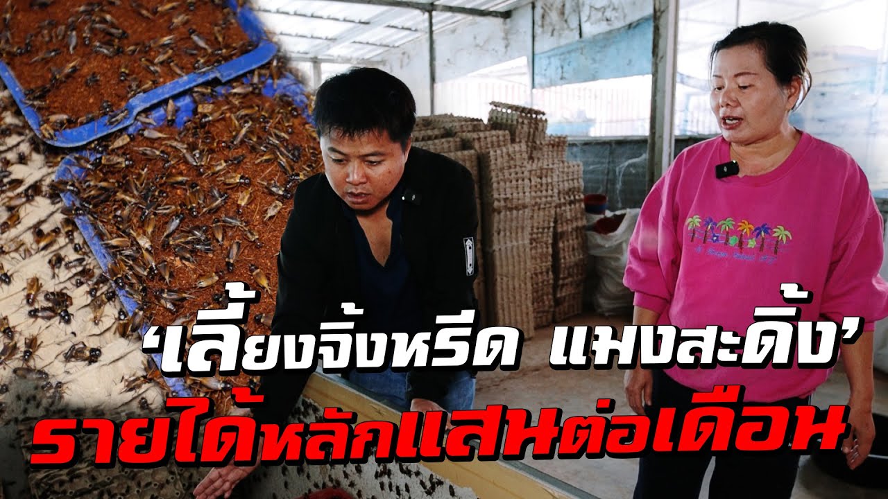 ยืนหนึ่ง! เลี้ยงจิ้งหรีดหลังบ้านร้อยกว่าบ่อ หมุนเวียนให้มีขายทุกวัน รายได้งามหลักแสนต่อเดือน!!