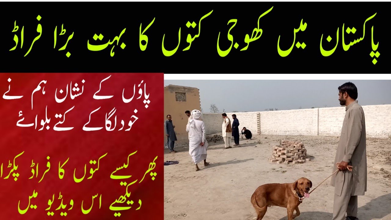 Pakistan men khoji kutton ki haqeeqat samny aa gai