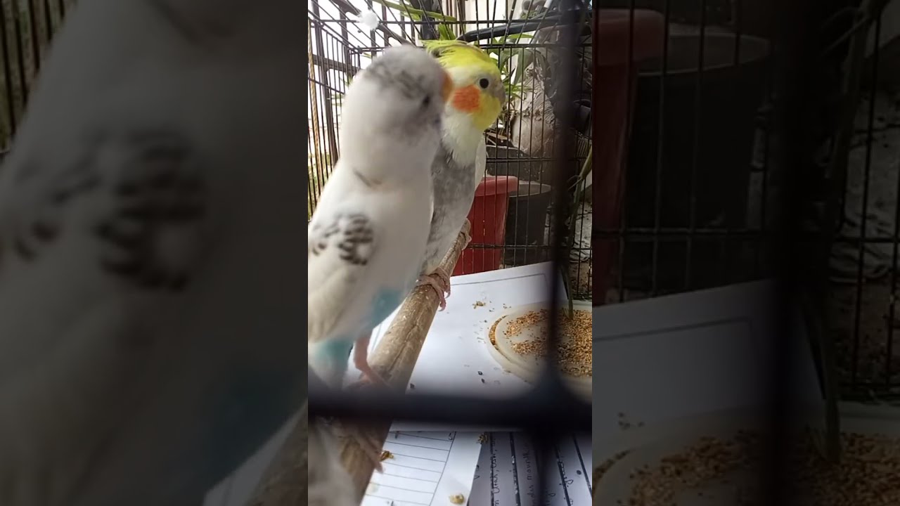 kalu mama and friend exotic Birds is live