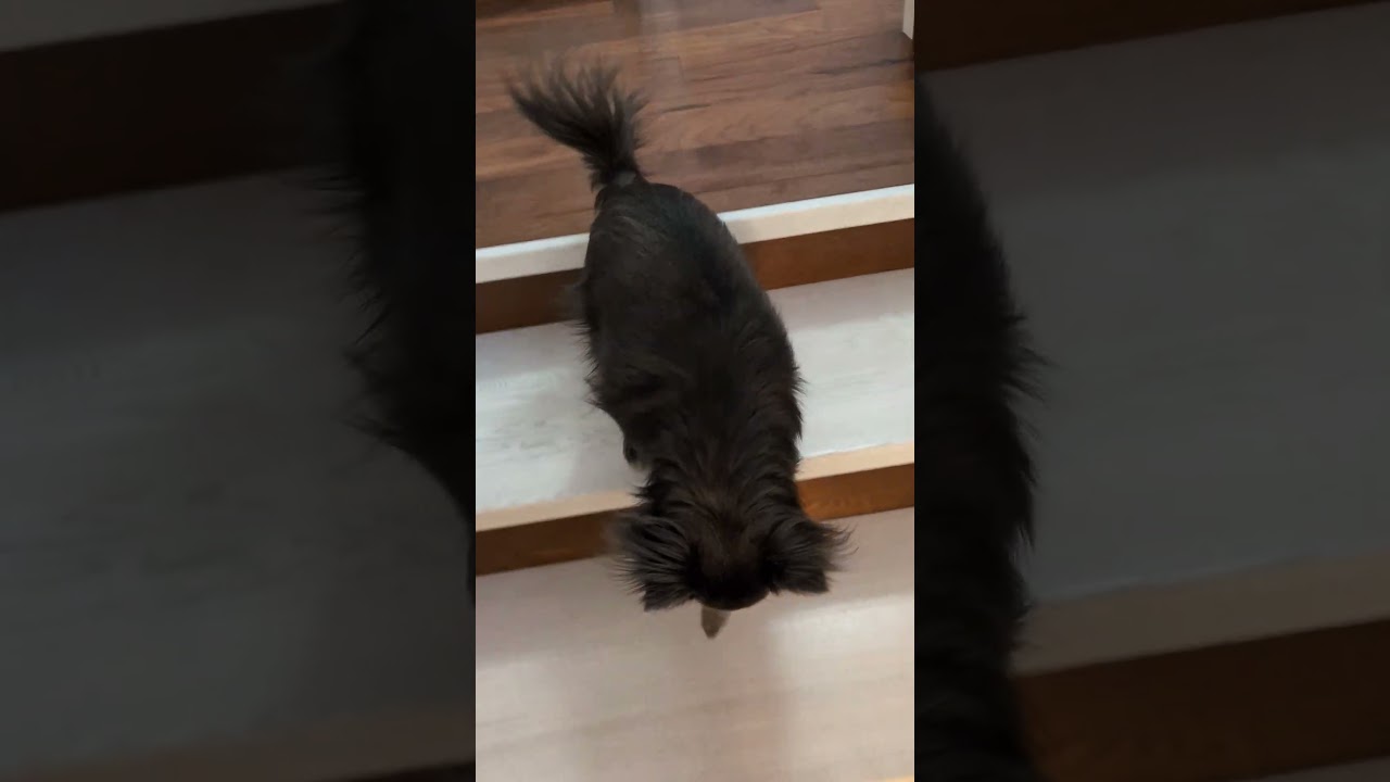 Кузя в гостях #chiwawa #собака #chihuahuafanclub #животные #чихуахуа #суперсобака #puppy