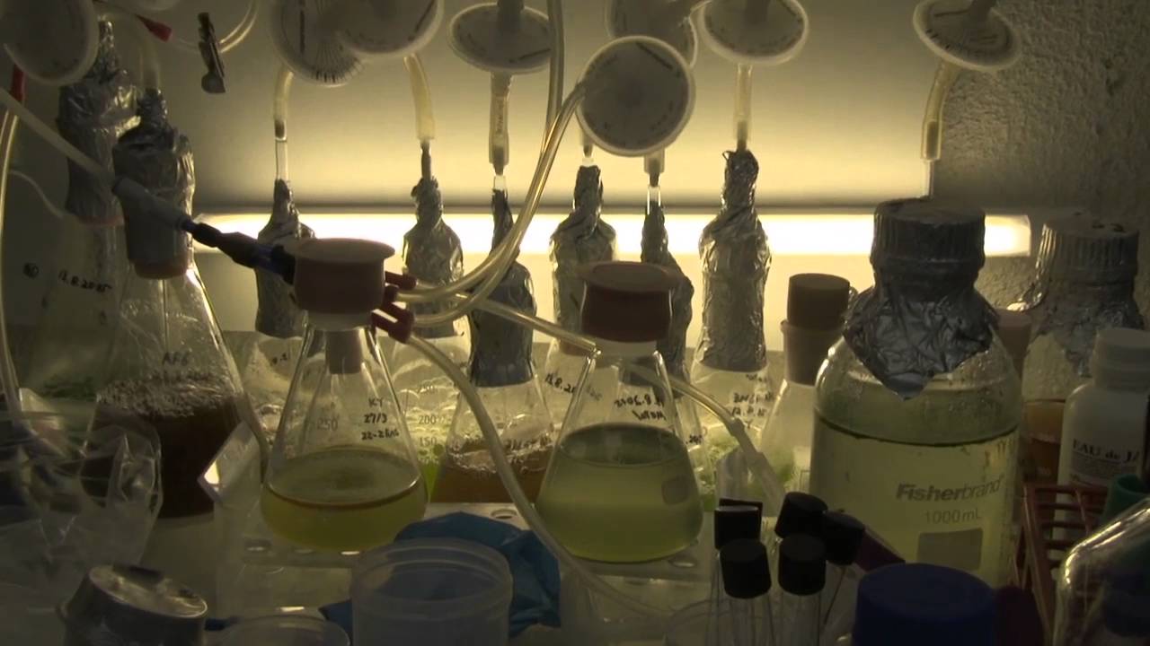 Microalgues, l'Eldorado